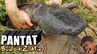 PANTAT ( Cat fish ) BudotZ Remix