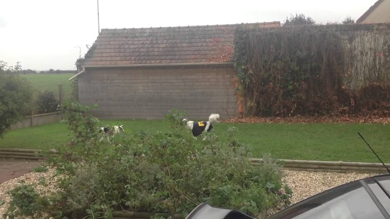 Moly et Hope - Rencontre entre deux chiens sourds - YouTube Moly et Hope - Rencontre entre deux chiens sourds - YouTube