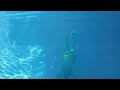 Casio Exilim EX-G1 underwater camera test