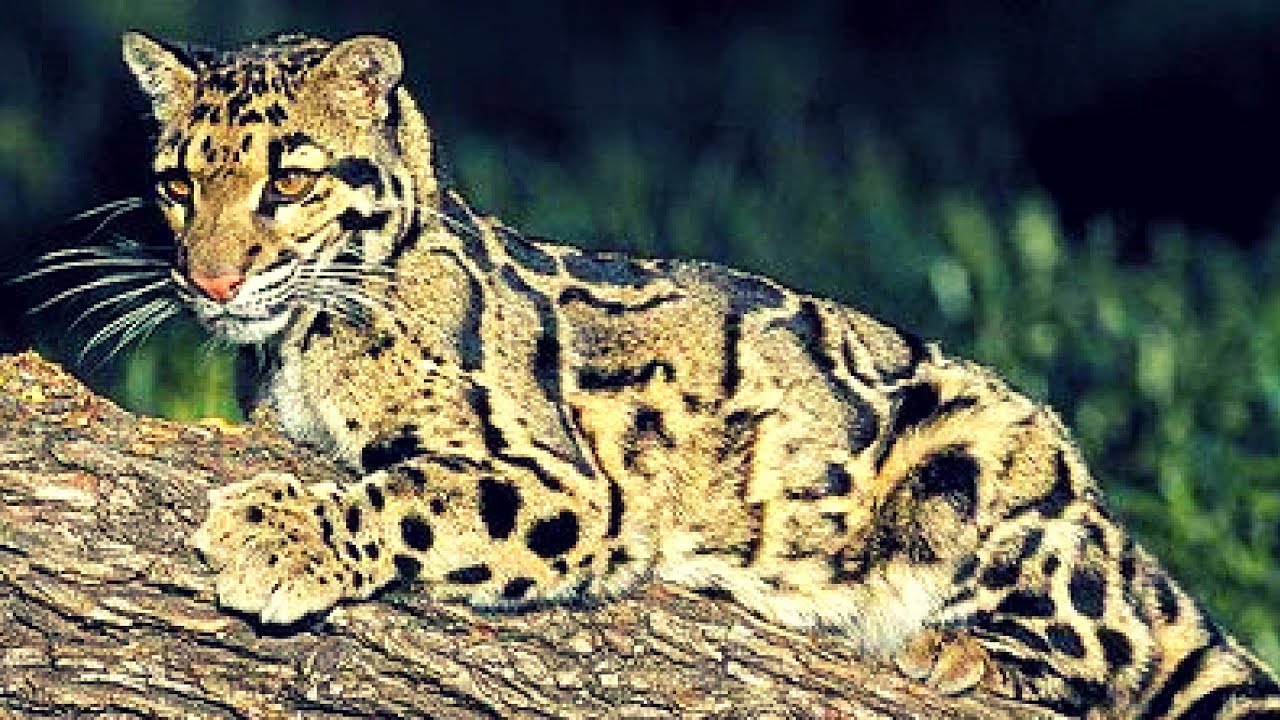 Asian cat leopard sale