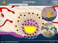 embriologia