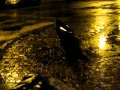 Nuovo genere di prostituta a torino.avi
