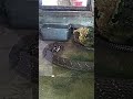 King Cobra Makan Ular images King Cobra Makan Ular