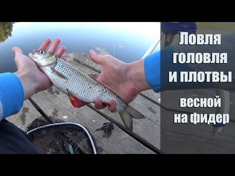 ловля плотвы ранней весной фидером ловля плотвы ранней весной фидером