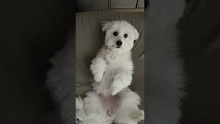 Coton De Tulear