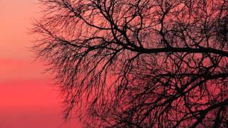 Watch Andrew White Traces Of Silver video