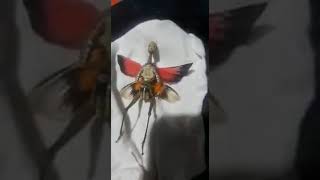 Hada Capturada Real