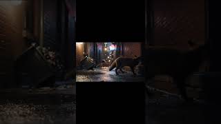 Secret Life Of Urban Wildlife At Night