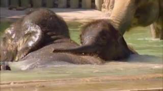 Elephants