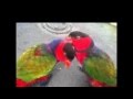 Burung Nuri Super Gacor