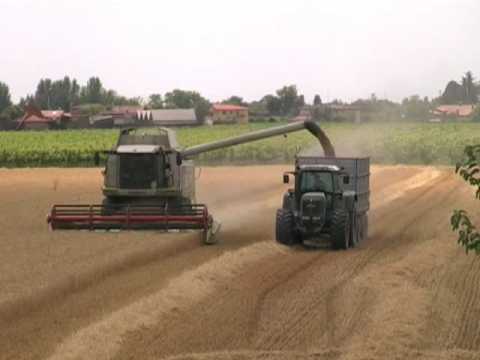 Disegni Di Spighe Di Grano Da Colorare