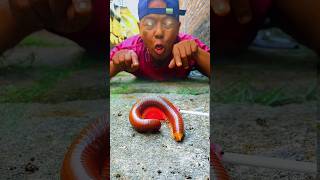 Candy Can Also Attract Millipedes To Come Closer