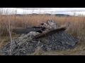 Alps Outdoors Delta Waterfowl Blind-- Video Review