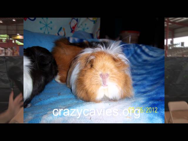 Why adopt a Guinea pig with Jeremy Henle at Bark to the Future event