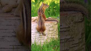 Chipmunks Play King Of The Snack Log In Real Life Chip N Dale