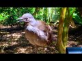 The amazing lyrebird mimicking children toy gun and other sounds