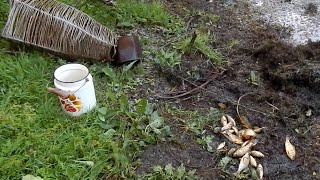 Ловушка для рыбы видео Ловушка для рыбы видео
