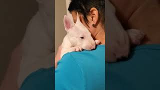 Bull Terrier Female 5 Weeks Old