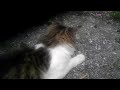 猫じゃらしで遊ぶ猫　車屋さんの猫part2 ,-The Cat playing with setaria-