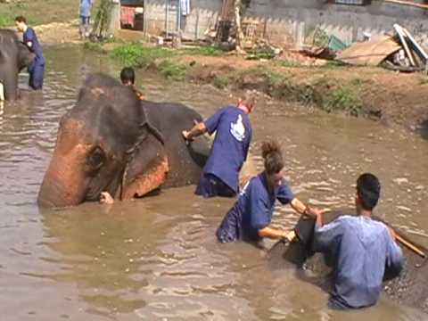 Wandering Gaia bathes an elephant