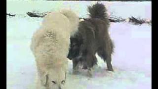 Caucasian Ovcharka & Owczarek Podhalanski