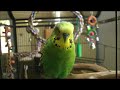 bird