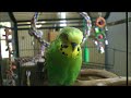 bird