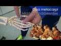 Trainingskunde - Bottenlied - CIOS Haarlem Hoofddorp