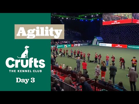 Young Kennel Club - Agility Dog of the Year Finals | ​Crufts 2025