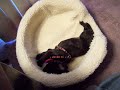 worlds-ugliest-dog-everyone-loves-who.html