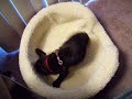 my french bulldog is a wierdo
