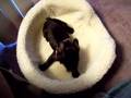my french bulldog is a wierdo