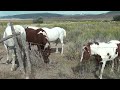 Horses with no name - Highway 89, Utah