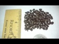 Passion Fruit Seeds | Lilikoi