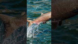 Fish Splash Water Sound Effect