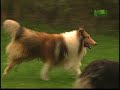 collie