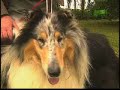 collie