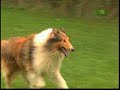 collie