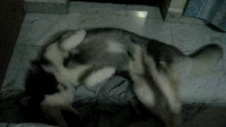 Cute Husky Cyrus Roll On The Floor Part 2