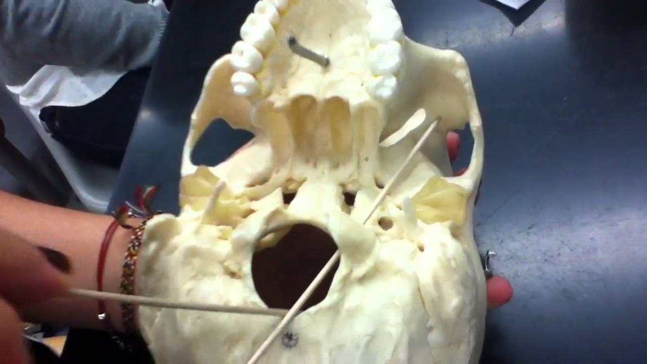 Occipital Bone - YouTube