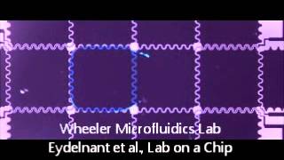 Eydelnant Lab On Chip 2012 - Wet Pive Dispensing Video