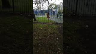 Staffordshire Bull Terrier