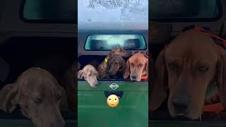 Plott Hound Vs Boar