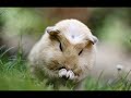 HUZUR VEREN,RAHATLATAN - FON MÜZİĞİ...