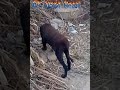 Geico Camel Hump Day But Here Is A Dog S images Geico Camel Hump Day But Here Is A Dog S