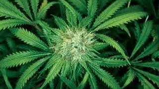 Legal marijuana facility taking over old chocolate factory  10/2/13