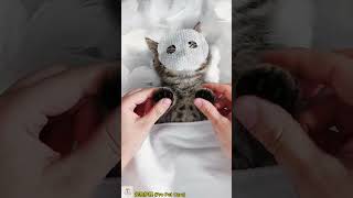 Kittens Immersive Bedtime Spa