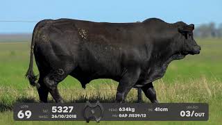 LOTE 69 - TOUROS BRANGUS - LEILÃO SÃO BIBIANO 2021
