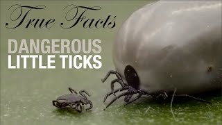 True Facts: Dangerous Little Ticks