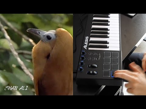 CALFBIRD (feat. David Attenborough) - Alişan Uğur